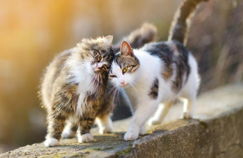 Мартовский кот: как выжить семье, когда у питомца страсть