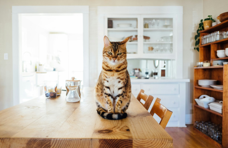 Сложное соседство: как жить в одном доме с кошкой, если у вас появилась аллергия