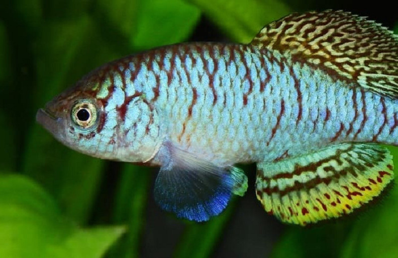 Ихтиологи описали 309 новых видов пресноводных рыб в 2025 году