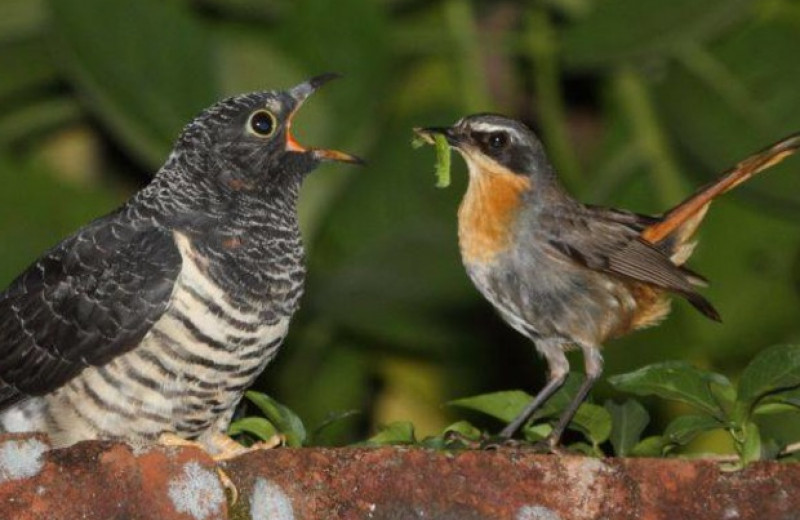 Кукушки и другие гнездовые паразиты предпочли птиц с маленькими глазами