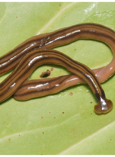 Хищные черви распространяются по планете