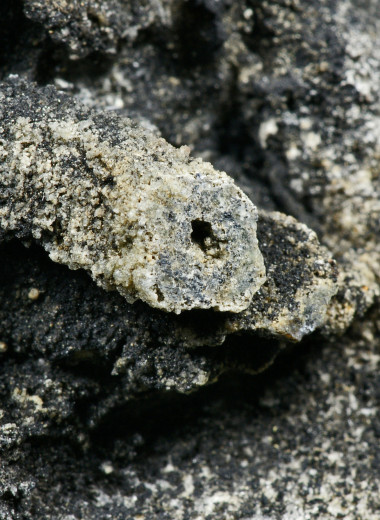 «Черновики господа Бога»: загадочные организмы докембрия