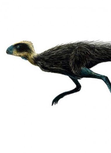 Палеонтологи приняли писанозавра в отряд птицетазовых