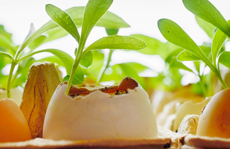 7 растений, которые нужно удобрять яичной скорлупой