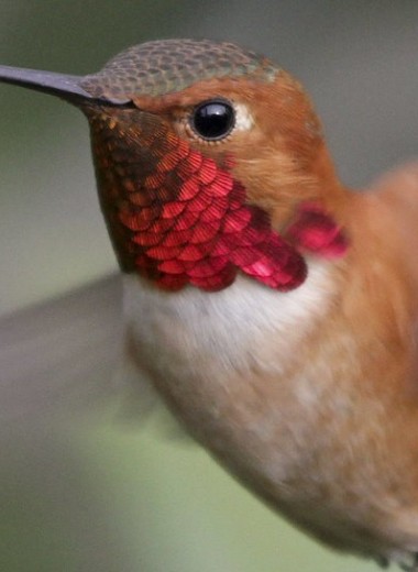 Животные и математика: до скольки умеют считать колибри