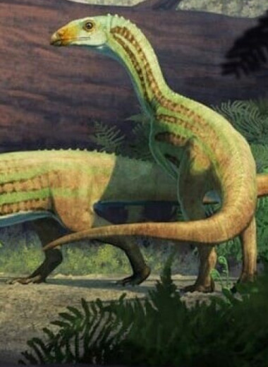 Взрослеющие шувозавриды перешли от четвероногости к двуногости