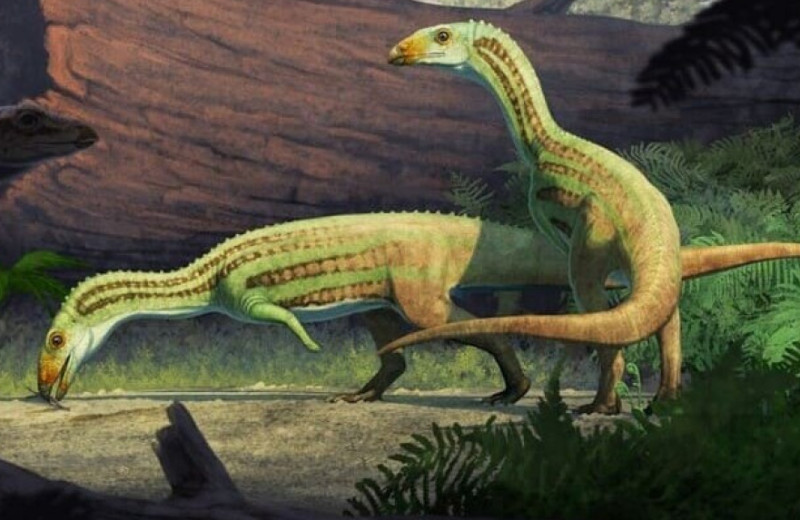 Взрослеющие шувозавриды перешли от четвероногости к двуногости