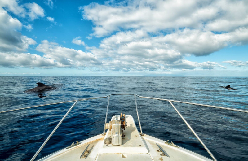 Опасный маневр: почему дельфины так любят плыть впереди корабля?