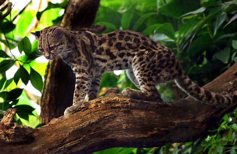 7 редких представителей семейства кошачьих: хищники из джунглей
