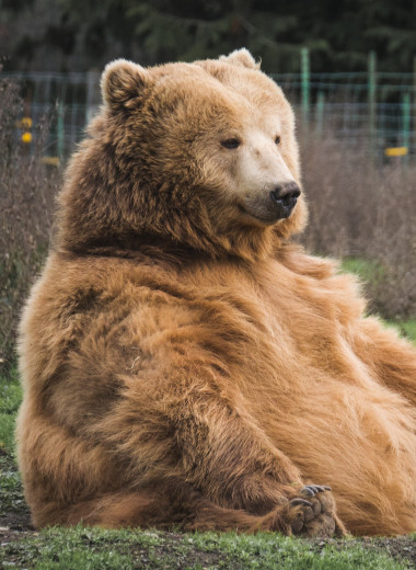 Как не стыдно: все забыли настоящее имя медведя, и почему его жилище называется берлога, а не медвелога?