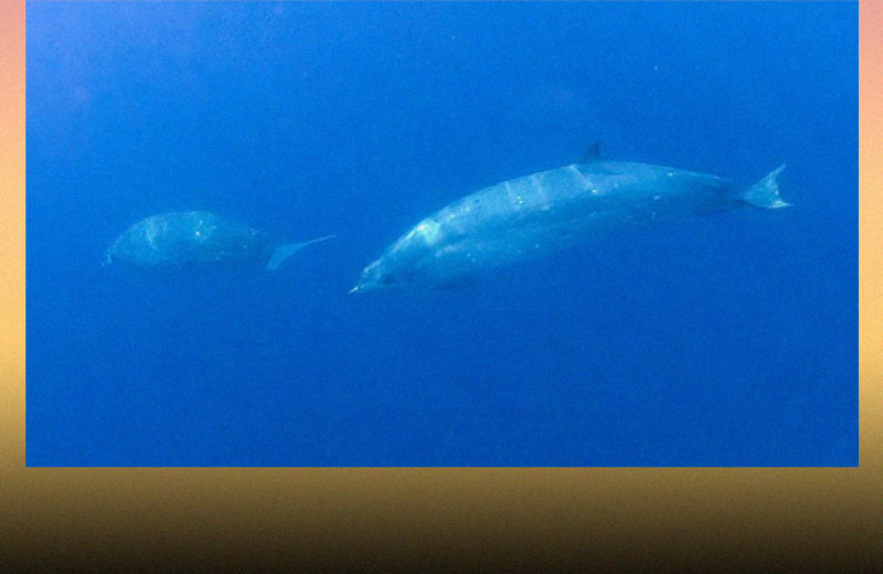 Зоологи заявили об открытии нового вида клюворылых китов у берегов Мексики