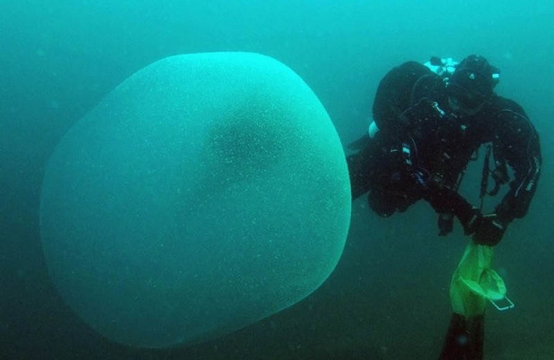 Гигантские студенистые сферы из Атлантики оказались скоплениями яиц кальмаров