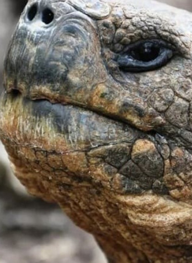 Галапагосские черепахи вернулись на остров Флореана после почти 200 лет отсутствия