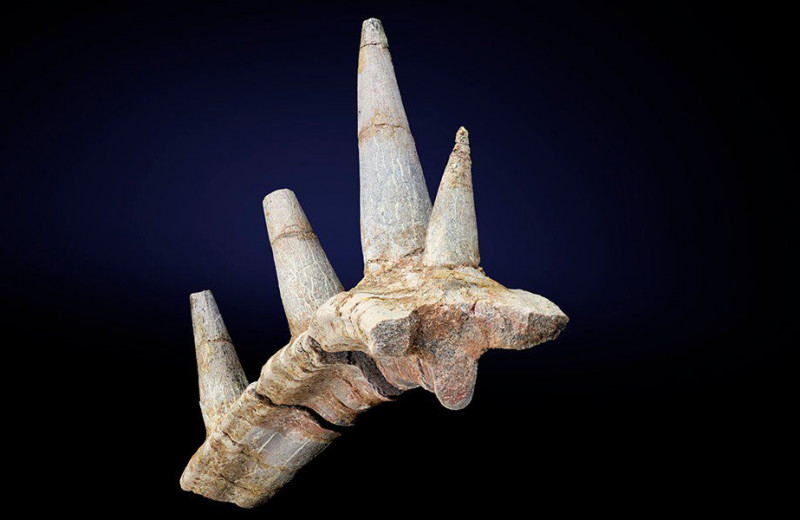 В Марокко найдены кости самого древнего анкилозавра