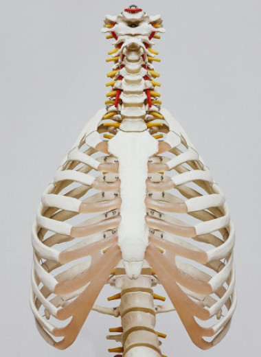 Ученые назвали суперфуд для укрепления костей: ни за что не догадаетесь