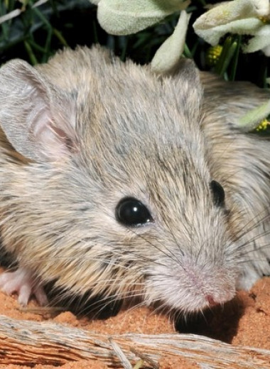 Считавшуюся вымершей австралийскую мышь переоткрыли спустя 160 лет