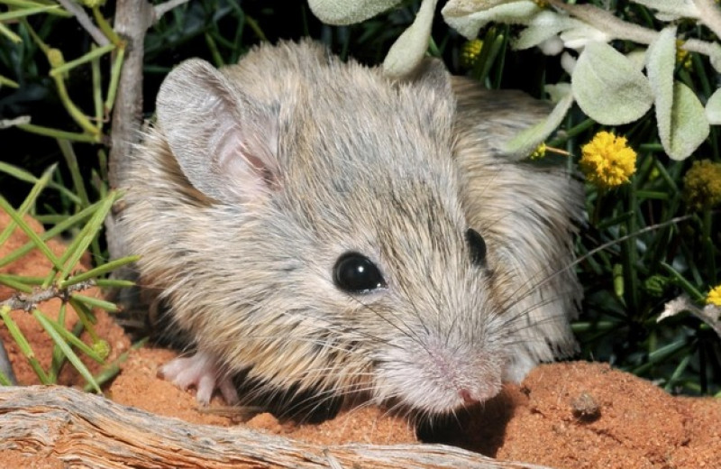 Считавшуюся вымершей австралийскую мышь переоткрыли спустя 160 лет