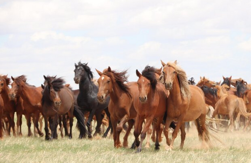 Прародиной современных домашних лошадей назвали степи Причерноморья