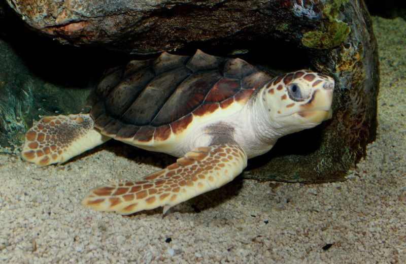 Пластик нашли даже в мышцах морских черепах
