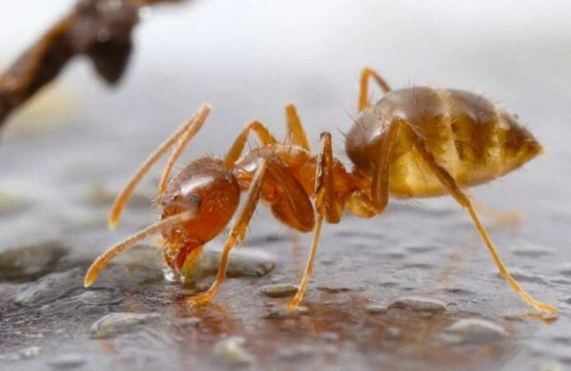 Это не фильм ужасов: муравьи-разрушители принесли с собой гриб-убийцу. Он же их и убьёт