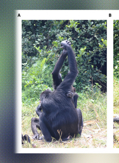 Шимпанзе переняли рукопожатие у старших и влиятельных сородичей