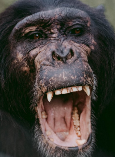 Шимпанзе испугались детеныша-альбиноса и убили его