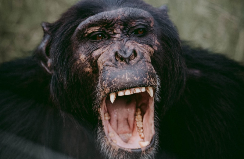 Шимпанзе испугались детеныша-альбиноса и убили его