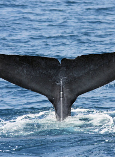 В Индийском океане обнаружили новую популяцию синих китов