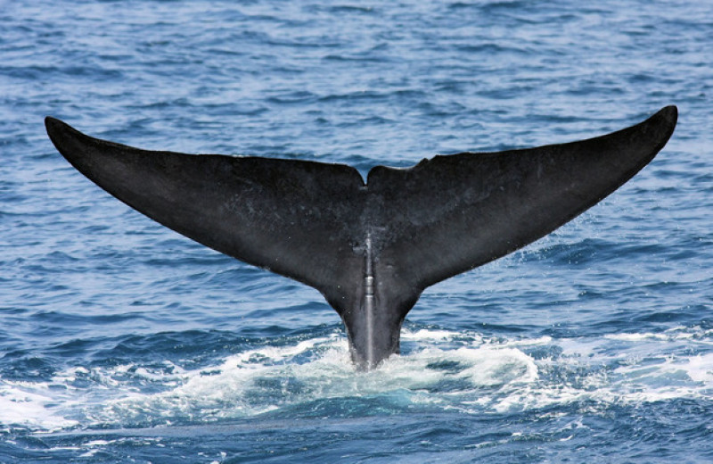 В Индийском океане обнаружили новую популяцию синих китов