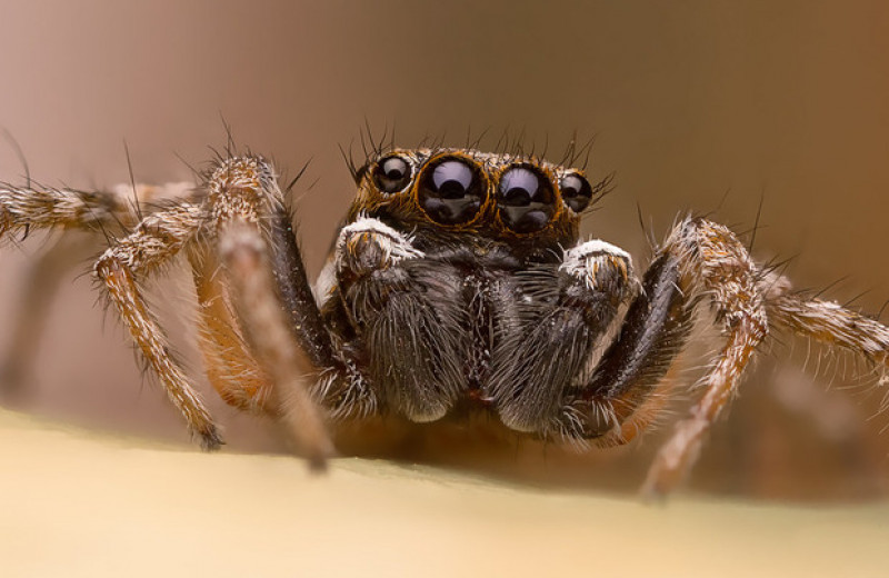 Скакунчики узнали пауков в движущихся силуэтах из точек