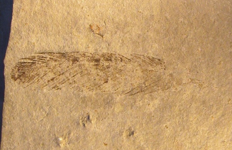 Древнейшее ископаемое перо вновь приписали археоптериксу