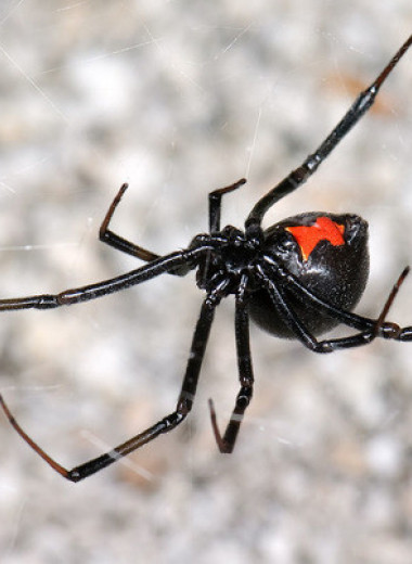 Ученые напугали синантропных пауков муравьиным запахом