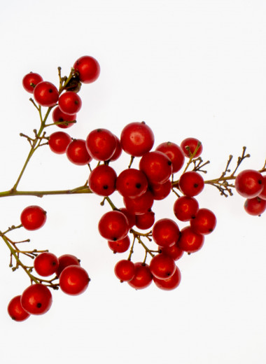 Калина красная: как и зачем есть горькие ягоды