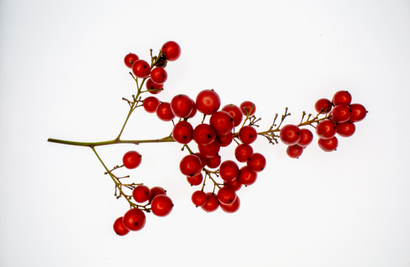 Калина красная: как и зачем есть горькие ягоды