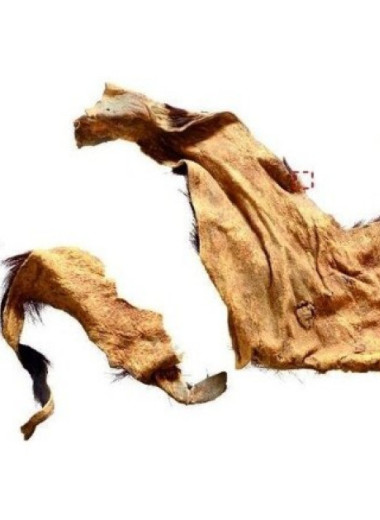 Из выделанной кожи эпохи неолита выделили ДНК домашней козы