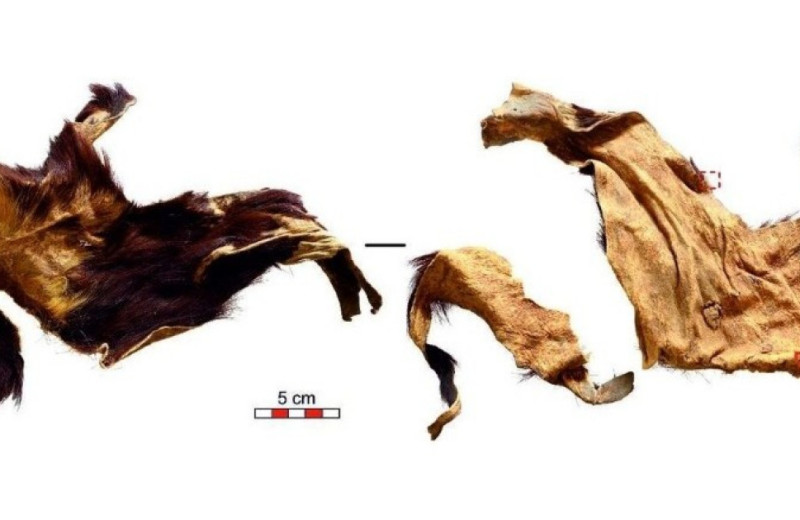 Из выделанной кожи эпохи неолита выделили ДНК домашней козы