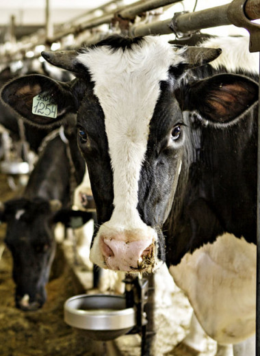 Умри все живое: мифы и правда о пастеризованном молоке