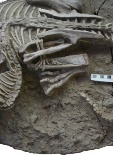 Раннемеловое млекопитающее поохотилось на динозавра втрое тяжелее себя
