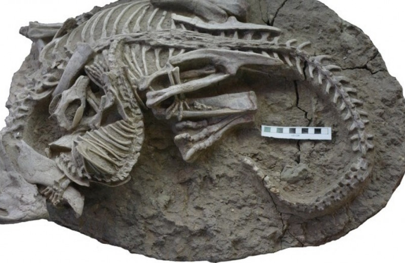Раннемеловое млекопитающее поохотилось на динозавра втрое тяжелее себя