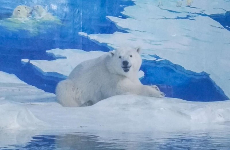 Жизнь налаживается: «самый грустный белый медведь в мире» два года спустя