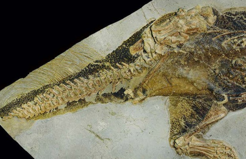 Палеонтологи заглянули в клоаку пситтакозавра