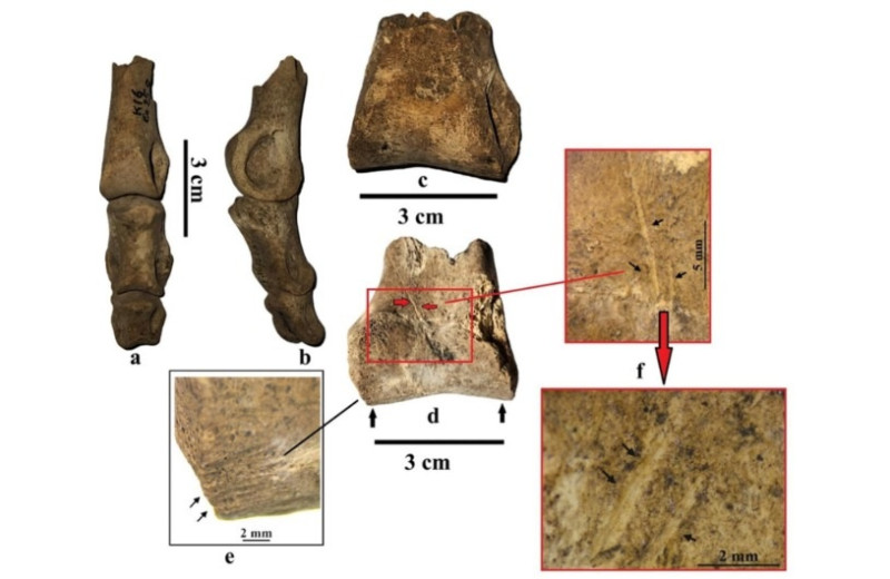 Иберо-мавританские охотники добыли страуса