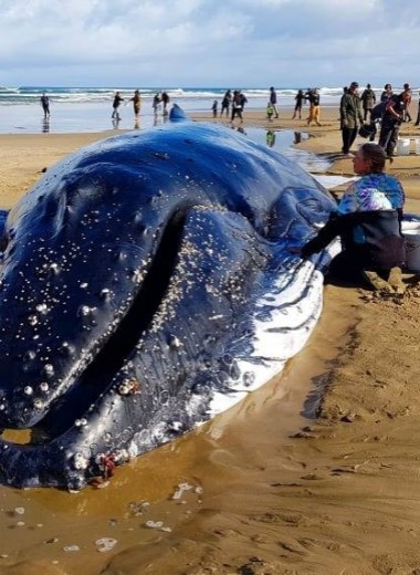 В Новой Зеландии спасают застрявших на берегу китов: видео