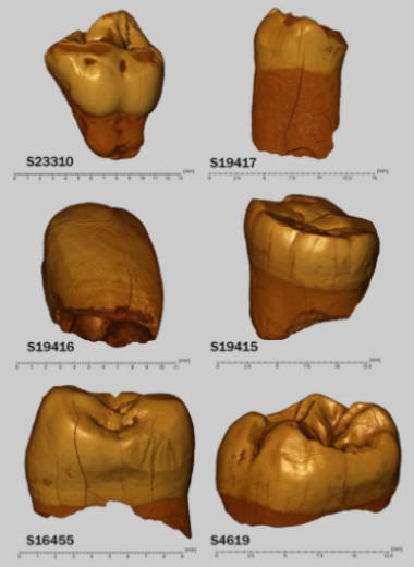 Генетики секвенировали ДНК группы польских неандертальцев