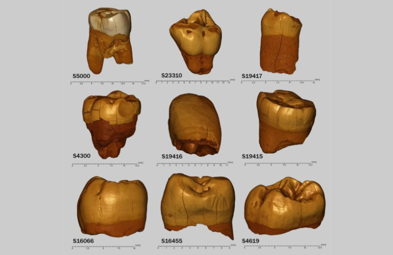 Генетики секвенировали ДНК группы польских неандертальцев