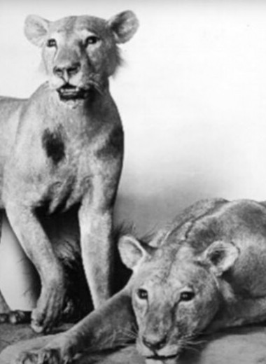 Человек тигру не друг! Узнайте историю львов-людоедов из Цаво