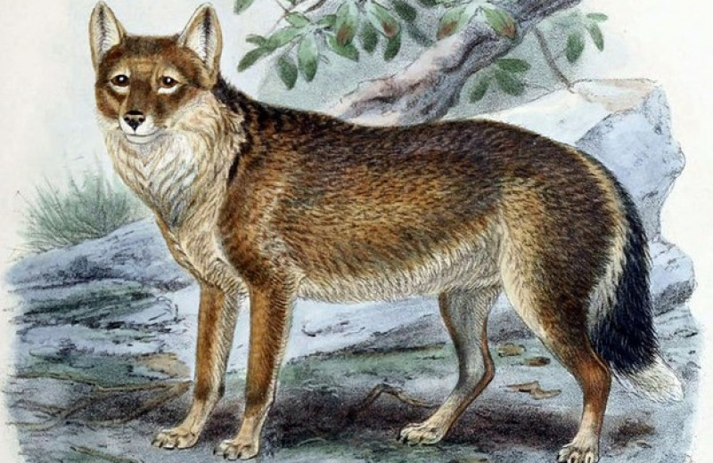 Завезенные на Фолкленды лисицы частично заменили истребленных волков