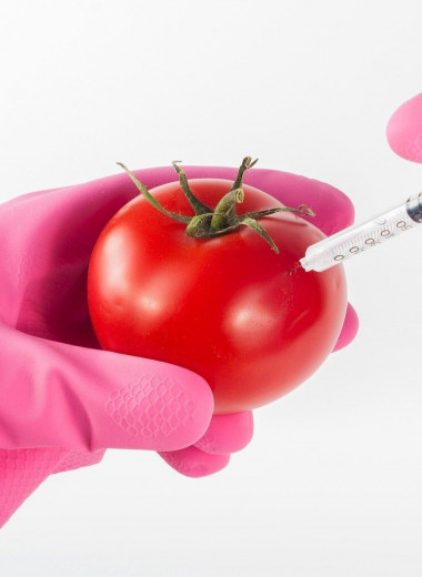 От помидора до человека: чем опасна и на что способна ГМО