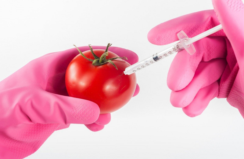 От помидора до человека: чем опасна и на что способна ГМО