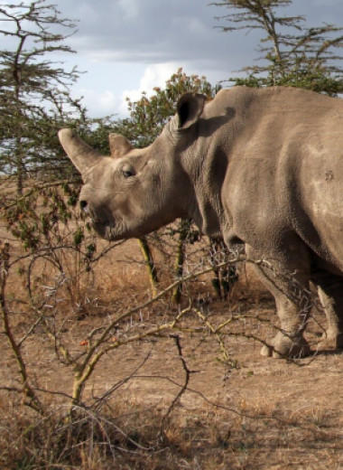 Ученые надеются вырастить северного белого носорога из кусочка его кожи